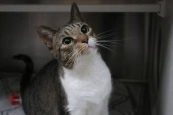 Domestic Short Hair Cats Available for Adoption in Brunswick, Georgia - Queen | PetCurious