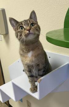 Adhira -  Domestic Short Hair Cat for Adoption in Fargo, North Dakota - Adhira | PetCurious