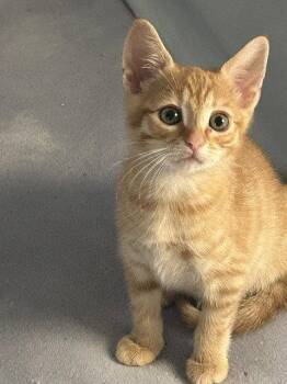 Goldfish -  Domestic Short Hair Cat for Adoption in Candler, North Carolina - Goldfish | PetCurious