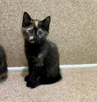 Domestic Short Hair and Tortoiseshell Cats Available for Adoption in Mccormick, South Carolina - Cora | PetCurious