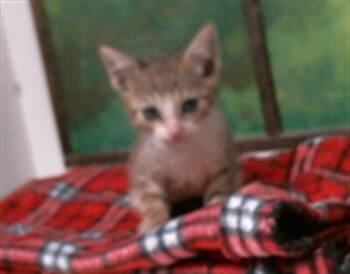 JACKSON -  Domestic Short Hair Cat for Adoption in Houston, Texas - JACKSON | PetCurious
