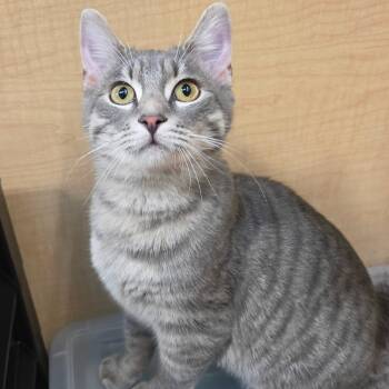 Frodo -  Domestic Short Hair Cat for Adoption in Syracuse, New York - Frodo | PetCurious