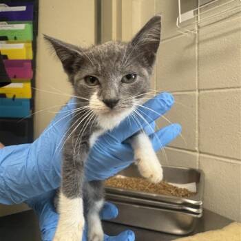 Rescue Domestic Short Hair Cats for Adoption in Windsor, Virginia - JJ | PetCurious