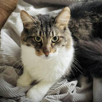 Smokey -  Domestic Long Hair Cat for Adoption in Buffalo, New York - Smokey | PetCurious
