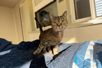 Rescue Domestic Short Hair Cats for Adoption in Latrobe, Pennsylvania - Amber | PetCurious