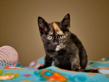 CANARY -  Domestic Medium Hair Cat for Adoption in Santa Fe, New Mexico - CANARY | PetCurious
