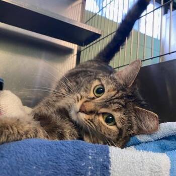Domestic Short Hair Cats Available for Adoption - Charlotte | PetCurious