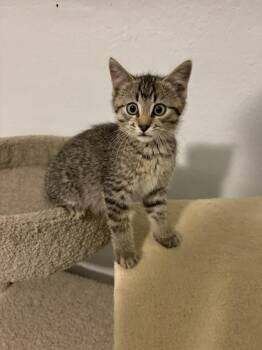 Sherlock -  Domestic Short Hair Cat for Adoption in Rochester, Indiana - Sherlock | PetCurious