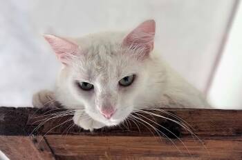 Jack -  Domestic Short Hair Cat for Adoption in Hamilton, Ontario - Jack | PetCurious