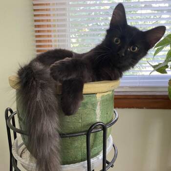 Downtown -  Domestic Medium Hair Cat for Adoption in Columbia, Missouri - Downtown | PetCurious