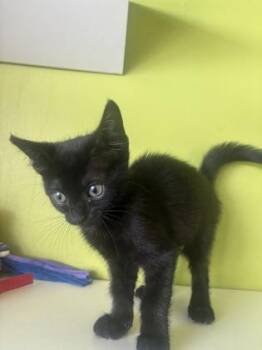 Potion -  Domestic Short Hair Cat for Adoption in New Orleans, Louisiana - Potion | PetCurious