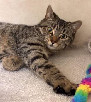 Domestic Short Hair Cats Available for Adoption - Calliope - Available 3/16 | PetCurious