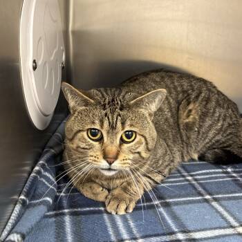 Rescue Domestic Short Hair Cats for Adoption in East Hampton, New York - Jaden | PetCurious
