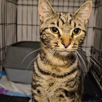 Handsome N. -- A Sweet Boy Longing for a Home -  American Shorthair Cat for Adoption in New York, New York - Handsome N. -- A Sweet Boy Longing For A Home | PetCurious