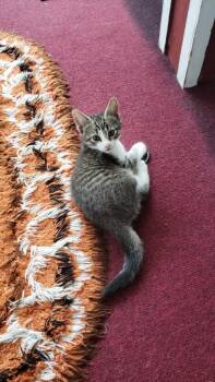Big Boy -  Domestic Short Hair Cat for Adoption in Liberty, New York - Big Boy | PetCurious