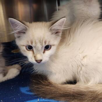 Domestic Long Hair Cats Available for Adoption in Liberty, Missouri - Dusty | PetCurious