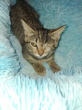 Wink -  Domestic Short Hair Cat for Adoption in Dayton, Ohio - Wink | PetCurious