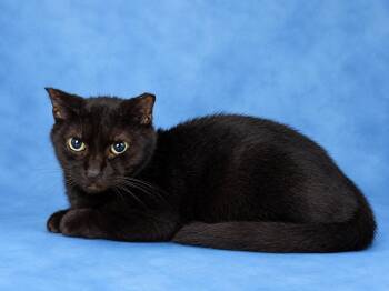 Baxley -  Domestic Short Hair Cat for Adoption in Valdosta, Georgia - Baxley | PetCurious