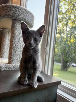 Pandy -  Russian Blue and Domestic Short Hair Cat for Adoption in Columbus, Indiana - Pandy | PetCurious