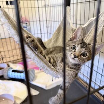 Boromir -  Domestic Short Hair Cat for Adoption in Pocatello, Idaho - Boromir | PetCurious