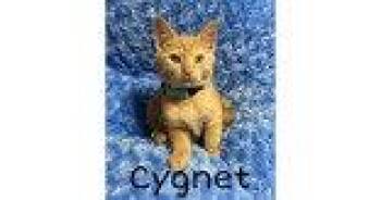 Domestic Short Hair Cats Available for Adoption in Newport, Kentucky - Cygnet | PetCurious