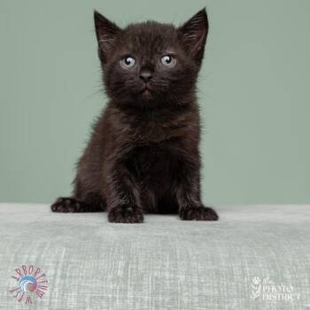 Phoebe -  Domestic Short Hair Cat for Adoption in Beulaville, North Carolina - Phoebe | PetCurious