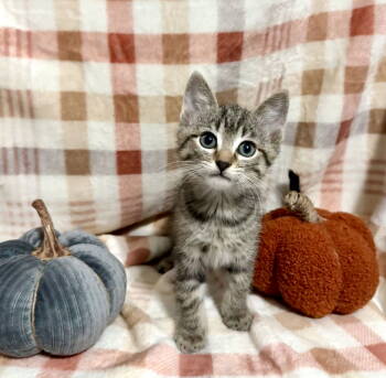 Rescue Tabby Cats for Adoption in Ball Ground, Georgia - Riesling | PetCurious