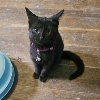 Rescue Domestic Short Hair Cats for Adoption in Medina, Ohio - Baldy | PetCurious