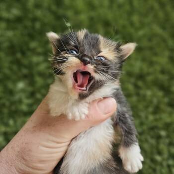 Airtanker -  Domestic Long Hair Cat for Adoption in Spokane, Washington - Airtanker | PetCurious