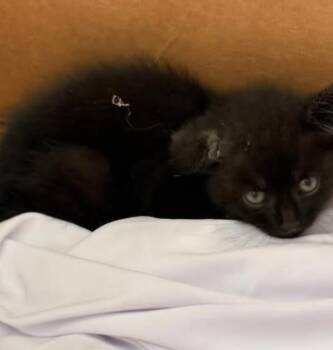 Publix Kiten -  Domestic Medium Hair Cat for Adoption in Darien, Georgia - Publix Kiten | PetCurious