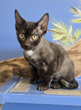 Cholla -  Domestic Short Hair Cat for Adoption in Payson, Arizona - Cholla | PetCurious