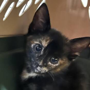 Snickers -  Domestic Short Hair Cat for Adoption - Snickers | PetCurious