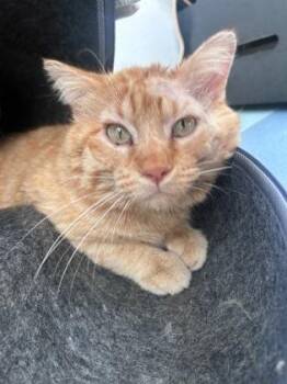 Domestic Short Hair Cats Available for Adoption - Frank | PetCurious