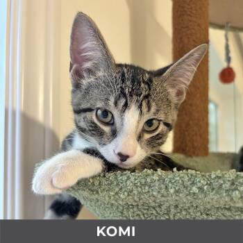 Komi -  Domestic Short Hair Cat for Adoption in Toronto, Ontario - Komi | PetCurious