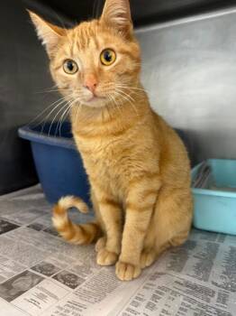 Macaroni -  Domestic Short Hair Cat for Adoption in Morton Grove, Illinois - Macaroni | PetCurious