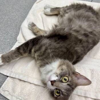 Darcy -  Domestic Long Hair Cat for Adoption in Exeter, Rhode Island - Darcy | PetCurious