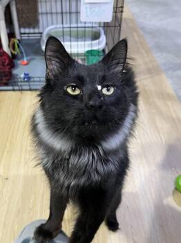 Rescue Domestic Long Hair Cats for Adoption in Brentwood, New Hampshire - Dodo | PetCurious