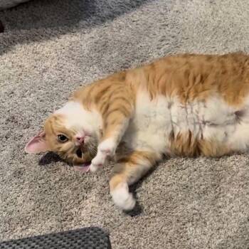 Tangerine -  Domestic Short Hair Cat for Adoption in Mooresville, North Carolina - Tangerine | PetCurious