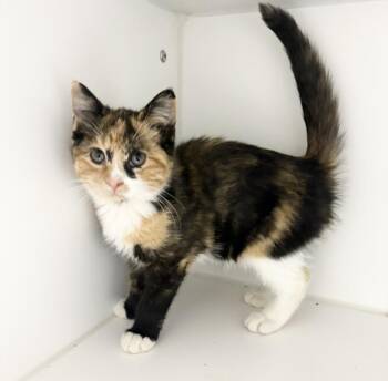 Sundae -  Domestic Short Hair Cat for Adoption in Rochester, Indiana - Sundae | PetCurious