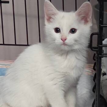 Rescue Domestic Short Hair Cats for Adoption in Kansas City, Missouri - Henry | PetCurious