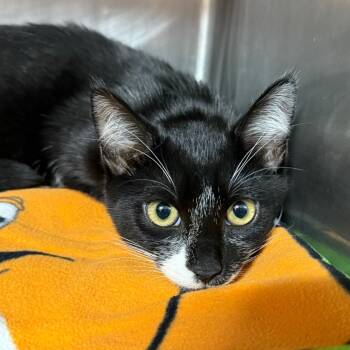 Domestic Short Hair Cats Available for Adoption in Buffalo, New York - Jackie | PetCurious