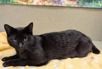 Domestic Short Hair Cats Available for Adoption in Moreno Valley, California - A550764 | PetCurious