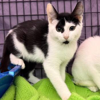 Zephyr -  Domestic Short Hair Cat for Adoption in Trenton, New Jersey - Zephyr | PetCurious