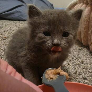 Dove -  Domestic Long Hair Cat for Adoption in Layton, Utah - Dove | PetCurious