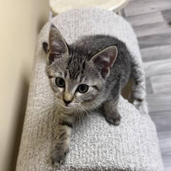 Penne (Grand St Kitten 6) -  Domestic Short Hair Cat for Adoption in Westport, Connecticut - Penne (Grand St Kitten 6) | PetCurious
