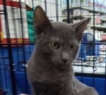 Rescue Domestic Short Hair Cats for Adoption in Oakland Park, Florida - Smokey - Petsmart Plantation Foster Home | PetCurious