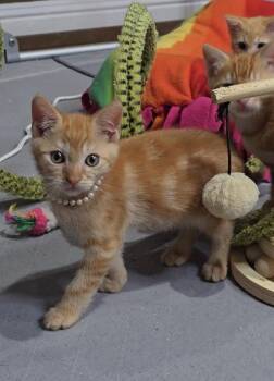 Crab -  Domestic Short Hair Cat for Adoption in San Jose, California - Crab | PetCurious