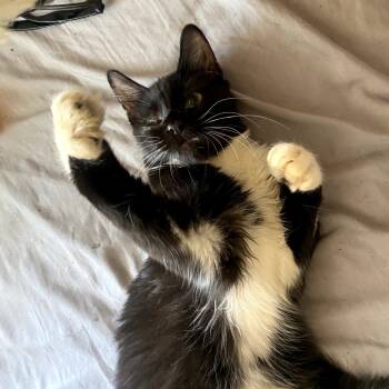 Rescue Domestic Medium Hair Cats for Adoption in Long Beach, California - Ryker | PetCurious