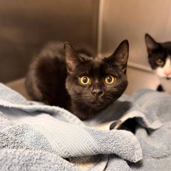 Ebony -  Domestic Short Hair Cat for Adoption in Spokane, Washington - Ebony | PetCurious