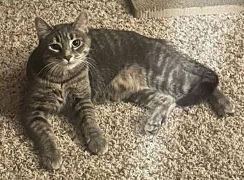 Domestic Short Hair Cats Available for Adoption in Milwaukee, Wisconsin - Gloria26 | PetCurious